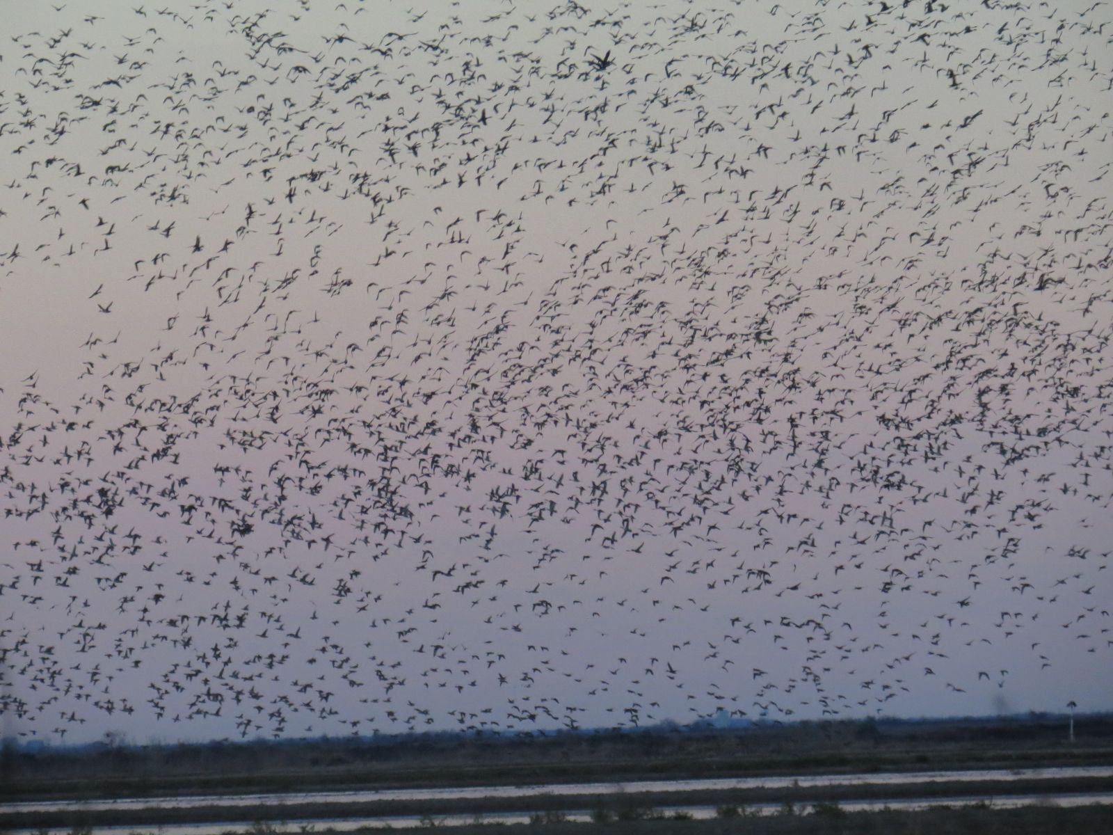 Duck Hunt Texas